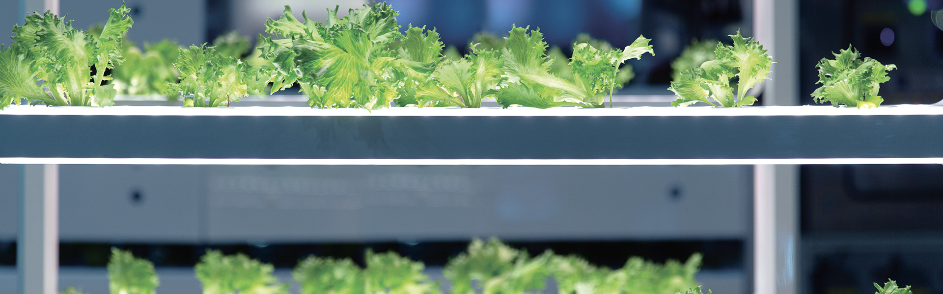 스마트 팜, 기후 위기의 위협을 벗어난 친환경 농업