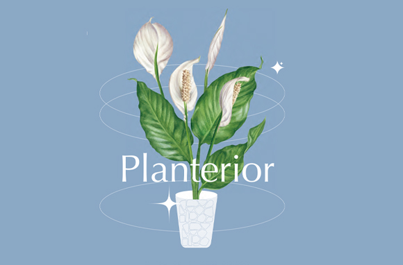 수경식물 DIY 키트로 꾸민 우리집 플랜테리어